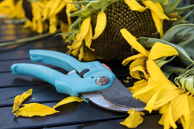 outils pour la taille des arbustes