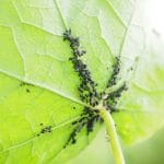 Comment lutter et se débarrasser des pucerons pucerons comment lutter