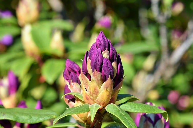 rhododendron