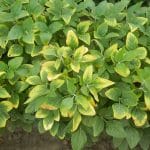 Chlorose : Symptômes et traitement Chlorose symptomes et traitement