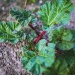 La rhubarbe : plantation et récolte rhubarbe
