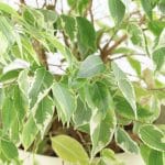 Ficus : conseils entretien, arrosage, taille ficus