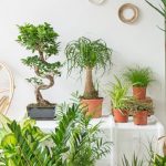 L’action des plantes d’intérieur pour notre santé et bien-être plantes-interieur-bienfait