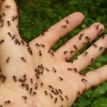 Comment se débarrasser des fourmis dans le jardin Comment se débarrasser des fourmis dans le jardin