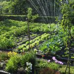 8 conseils de jardinage essentiels pour les débutants conseils jardinage débutants