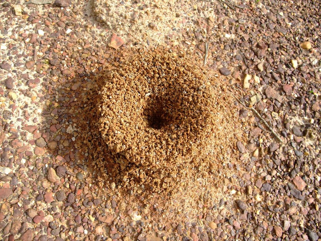 eradiquer nid de fourmi