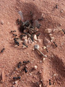 lutter contre les fourmis