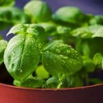 9 herbes que vous pouvez cultiver à l’intérieur toute l’année Basilic
