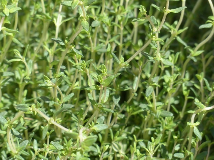 Thym interieur