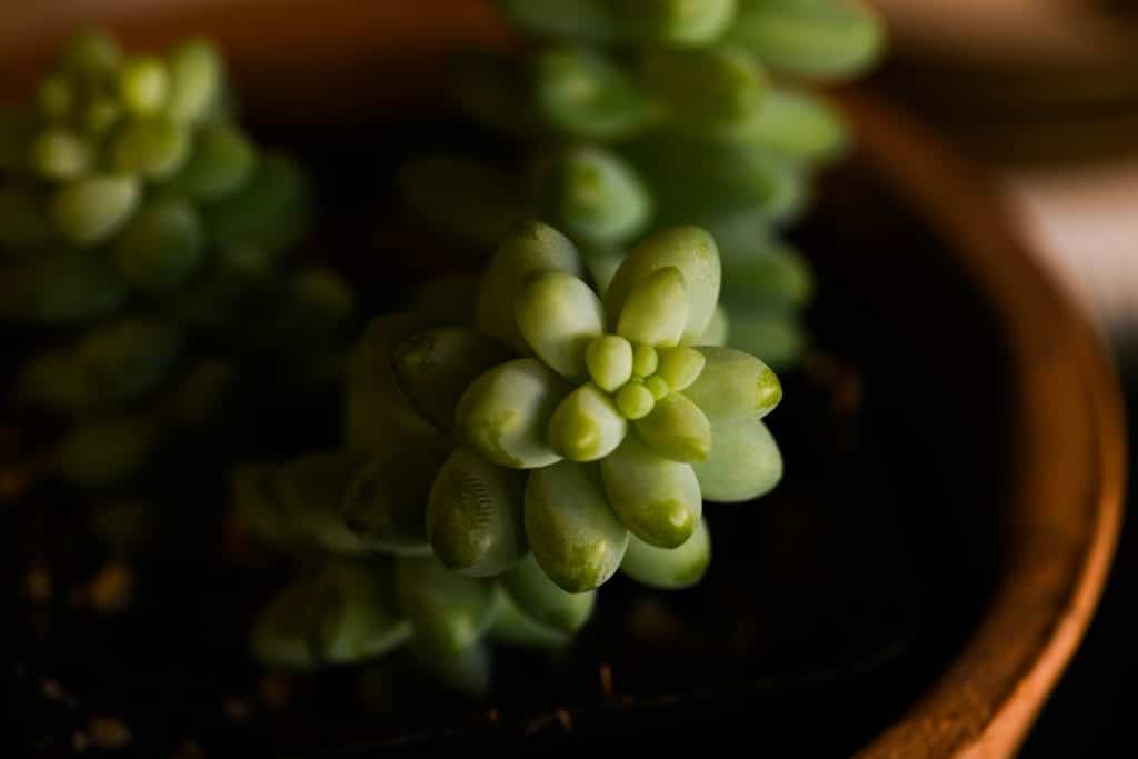 comment faire pousser un crassula ovata arbre de jade