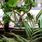 Le Crassula : Entretien, arrosage, plantation crassula ovata arbre de jade