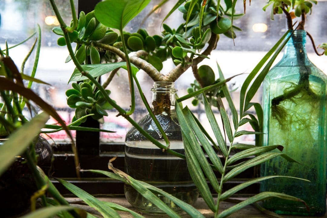 Le Crassula : Entretien, arrosage, plantation crassula ovata arbre de jade