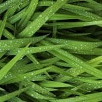 Pelouse Artificielle : Comment la choisir et la poser ? comment choisir et poser de la pelouse artificielle