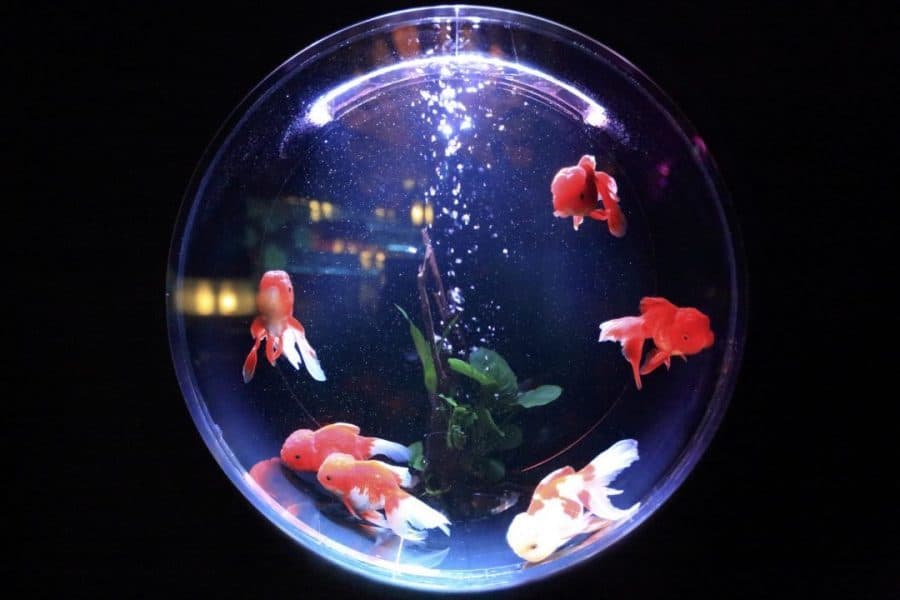 mettre eau demineralisee dans aquarium