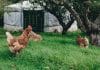 Comment construire et vivre dans une yourte à l’année habiter une yourte
