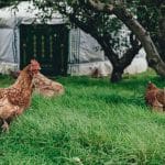 Comment construire et vivre dans une yourte à l’année habiter une yourte