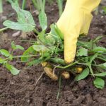 Désherbant naturel : les meilleures solutions bio et éco-friendly désherber à la main