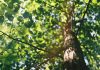 Quels arbres et des arbustes à croissance rapide ? quels arbres et arbustes croissance rapide 2