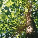 Quels arbres et des arbustes à croissance rapide ? quels arbres et arbustes croissance rapide 2