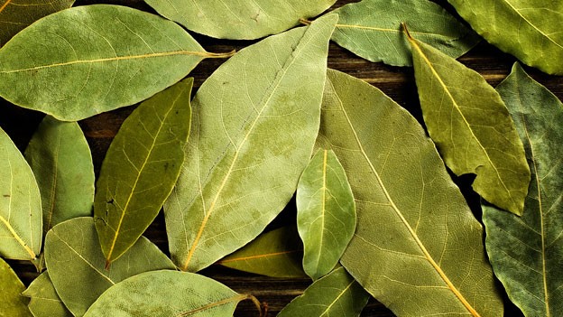 feuille de laurier
