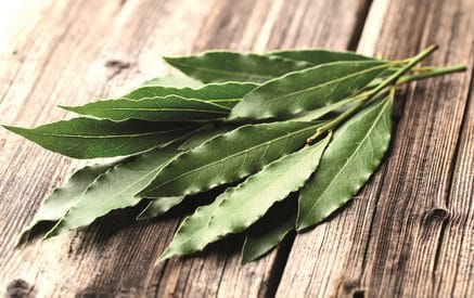 feuille d'eucalyptus