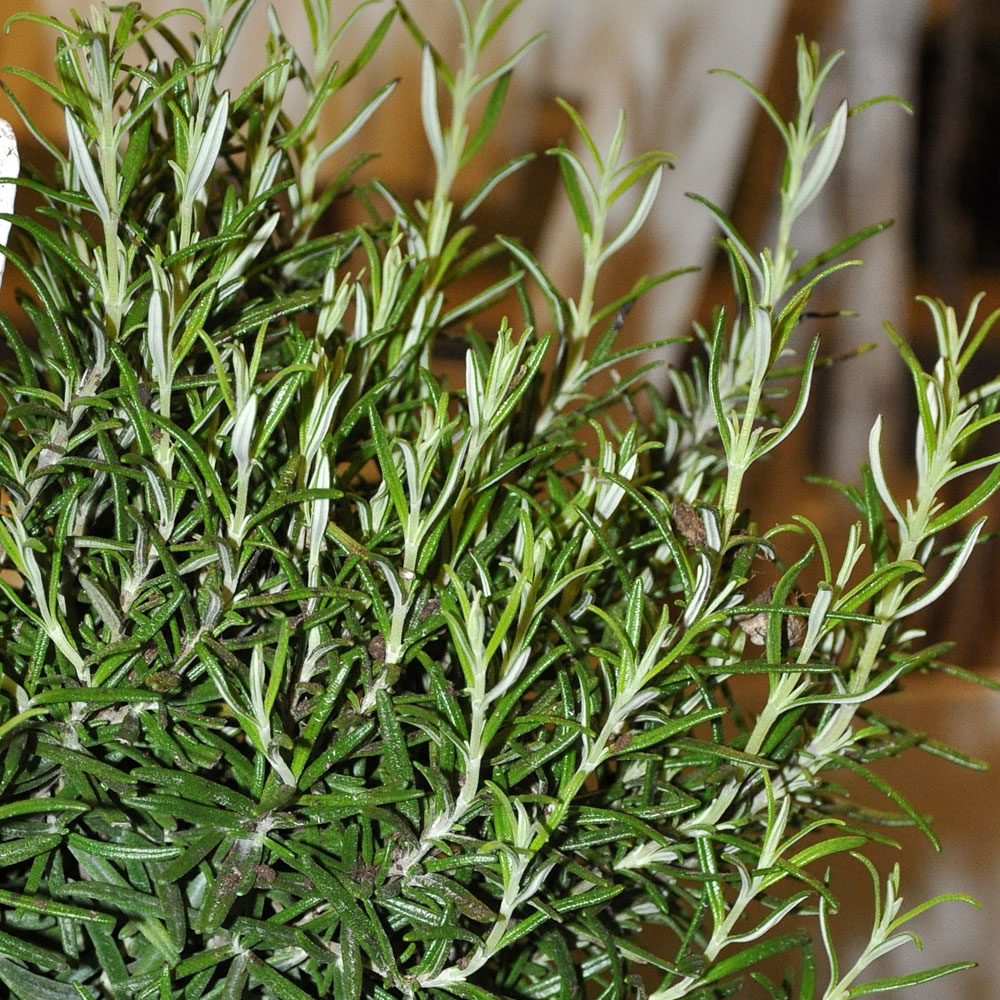 romarin antimite naturel
