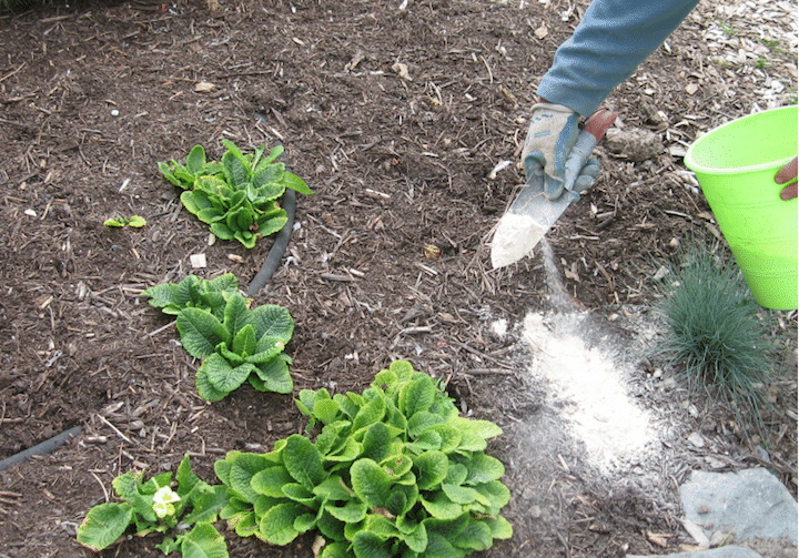 utilisation terre de diatomée dans le jardin