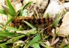 Chenilles processionnaires, comment s’en débarrasser naturellement ? chenille processionnaire