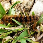 Chenilles processionnaires, comment s’en débarrasser naturellement ? chenille processionnaire