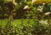 Comment aménager un petit jardin : idées, astuces, conseils conseils pour aménager un petit jardin