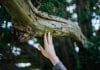 Pier Import et Ecotree : Quand les entreprises s’engagent pour l’environnement Pier Import et ecotree reforestation 4