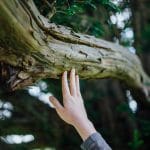 Pier Import et Ecotree : Quand les entreprises s’engagent pour l’environnement Pier Import et ecotree reforestation 4
