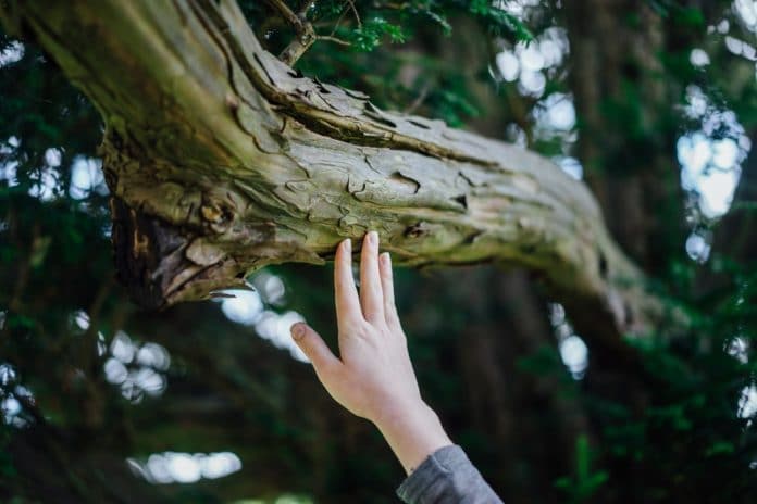 Pier Import et ecotree reforestation 4