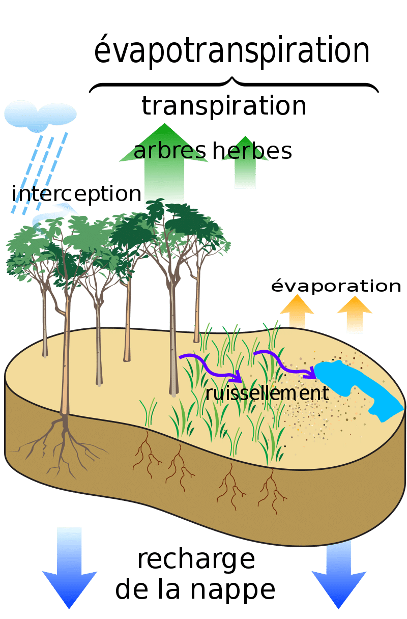 evapotranspiration 