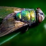 Anti-mouche naturel : les répulsifs écologiques efficaces repulsifs mouche naturels