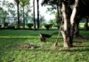 Comment entretenir un grand jardin de manière efficace ? comment entretenir un grans jardin