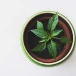 Comment faire pousser des herbes aromatiques chez soi ? Comment faire pousser des herbes aromatiques chez soi ?
