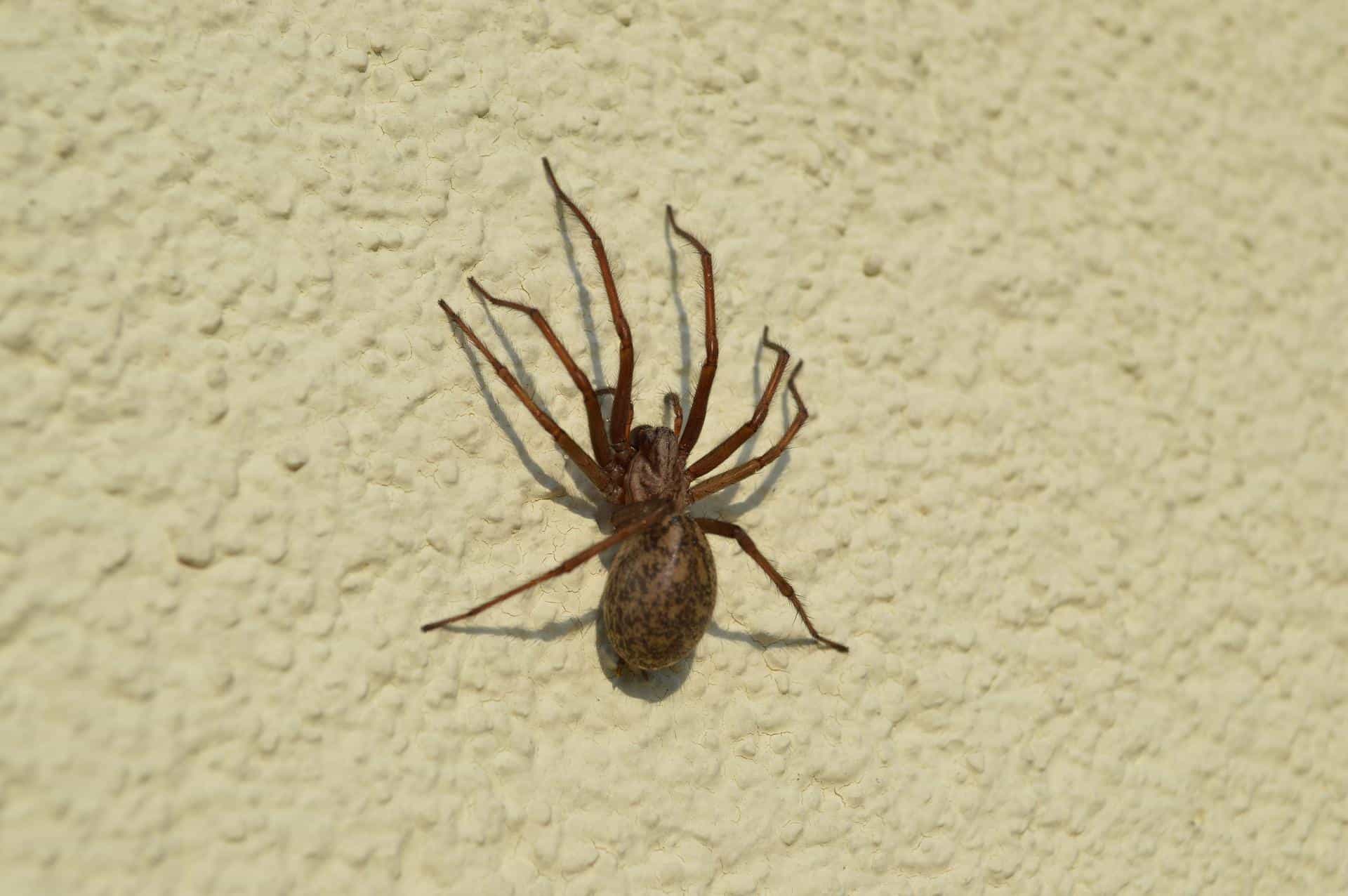 répulsifs anti-araignées naturels