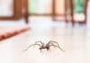 Quels sont les meilleurs répulsifs naturels contre les araignées ? répulsifs naturels contre les araignées pour la maison