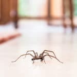 Quels sont les meilleurs répulsifs naturels contre les araignées ? répulsifs naturels contre les araignées pour la maison