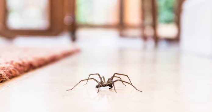 répulsifs naturels contre les araignées pour la maison