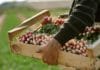 Comment bien semer des radis dans son potager ? Comment bien semer des radis dans son potager ?