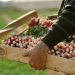 Comment bien semer des radis dans son potager ? Comment bien semer des radis dans son potager ?
