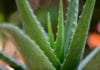 Tous les conseils pour rempoter une plante d’aloe vera Tous les conseils pour rempoter une plante d'aloe vera