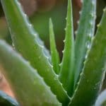 Tous les conseils pour rempoter une plante d’aloe vera Tous les conseils pour rempoter une plante d'aloe vera