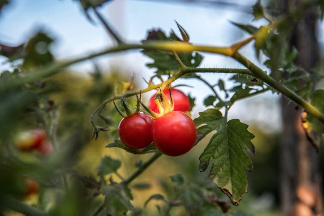 Tout savoir sur l'arrosage de la tomate au potager