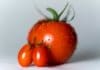 Tout savoir sur l’arrosage de la tomate au potager Tout savoir sur l'arrosage de la tomate au potager