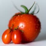 Tout savoir sur l’arrosage de la tomate au potager Tout savoir sur l'arrosage de la tomate au potager