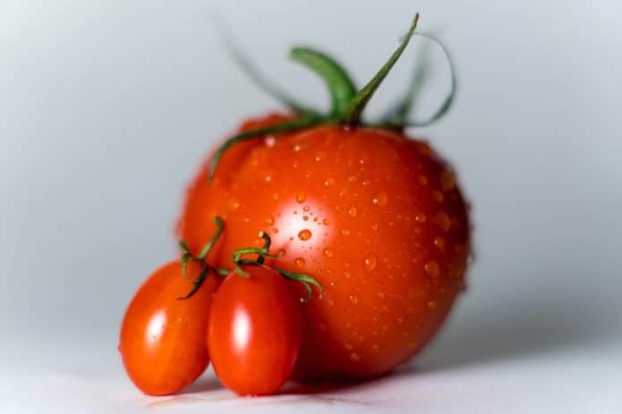 Tout savoir sur l'arrosage de la tomate au potager