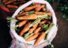Comment bien semer la carotte dans son potager ? comment bien planter la carotte.jpg